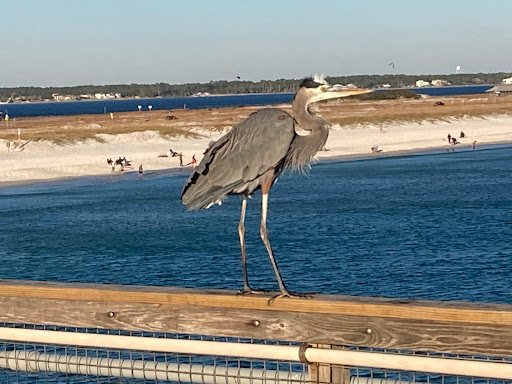 National Park «Gulf Islands National Seashore», reviews and photos, 1801 Gulf Breeze Pkwy, Gulf Breeze, FL 32563, USA