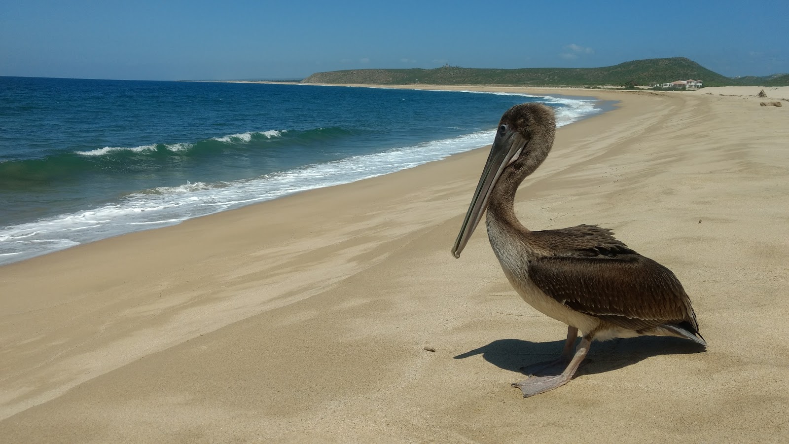 Fotografija Punta Lobos z svetel fin pesek površino