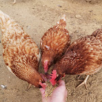 Photo n° 14 de l'avis de David.o fait le 14/07/2020 à 08:20 pour La Ferme de Besmé à Besmé