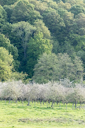 Photo n°4 de Cidrerie Domaine du Ruisseau à Cour-Maugis-sur-Huisne ()