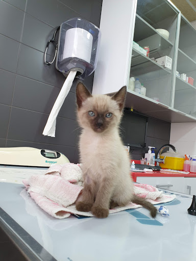 Clínica Veterinaria Borrell en Barcelona