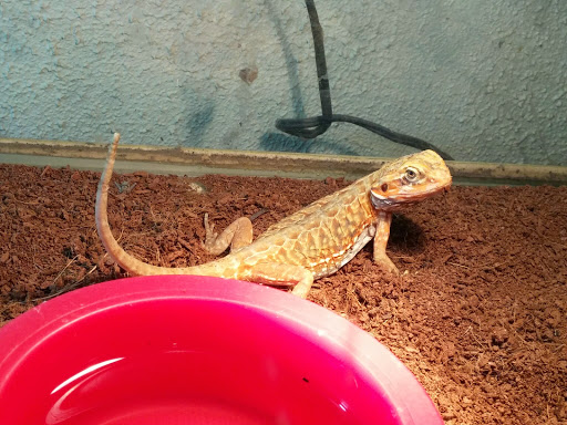 Reptile Store «Pets & Things», reviews and photos, 44825 Van Dyke, Utica, MI 48317, USA