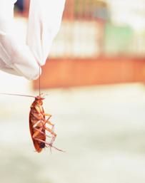 Pros In Control Pest Services - Photo 3 - Car repair in Jersey City, NJ, Manhattan