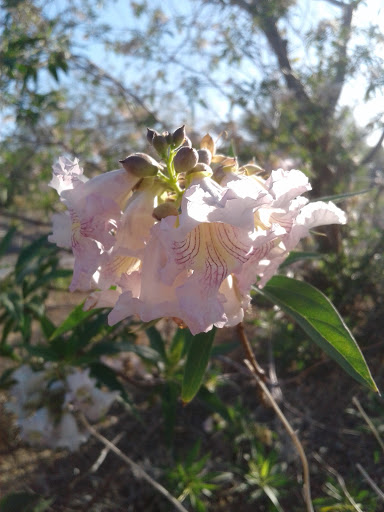 Park «Zanjero Park», reviews and photos, 3785 S Lindsay Rd, Gilbert, AZ 85297, USA