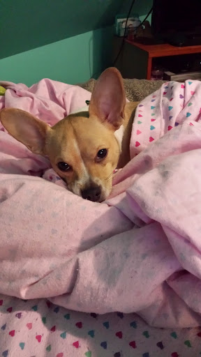 Public Golf Course «Neshaminy Valley Golf Club - OPEN to PUBLIC», reviews and photos, 440 Almshouse Rd, Richboro, PA 18954, USA