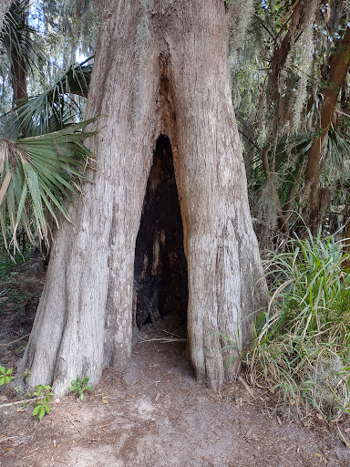 Nature Preserve «Palm Island Park», reviews and photos, 411 S Tremain St, Mt Dora, FL 32757, USA