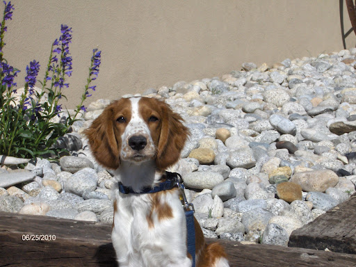 Pet Supply Store «EarthWise Pet Supply», reviews and photos, 4701 Bauer Farm Drive b, Lawrence, KS 66049, USA