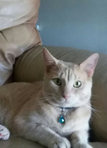 Pet Supply Store «PetSmart», reviews and photos, 104 Dettro Dr, Mattoon, IL 61938, USA