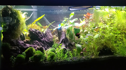 Pet Supply Store «Wet Spot Tropical Fish», reviews and photos, 4310 NE Hancock St, Portland, OR 97213, USA