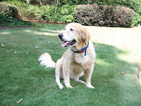 Distinctive Petsitting - Photo 9 - Car repair in , Atlanta