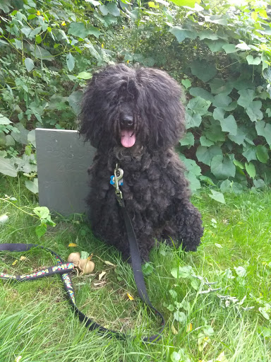 Park «Oliver Mill Park», reviews and photos, Nemasket St, Middleborough, MA 02346, USA