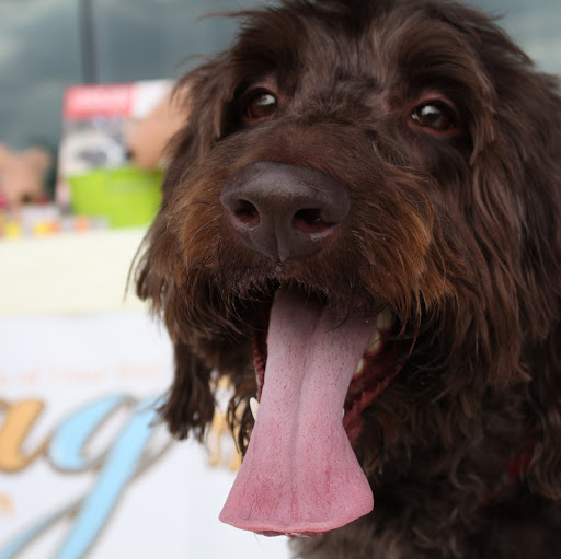 Pet Store «Wag Natural Pet Market & Grooming Tampa», reviews and photos, 304 E Davis Blvd, Tampa, FL 33606, USA