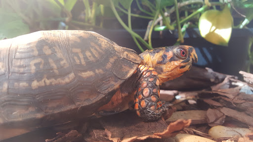 Nature Preserve «Autrey Mill Nature Preserve & Heritage Center», reviews and photos, 9770 Autrey Mill Rd, Johns Creek, GA 30022, USA