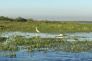 Iberá Wetlands image