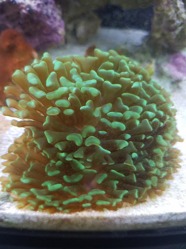 Tropical Fish Store «Ultimate Reefs & Aquariums», reviews and photos, 6020 S Memorial Dr, Tulsa, OK 74145, USA