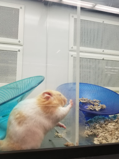 Pet Supply Store «Petco Animal Supplies», reviews and photos, 1985 N Pebble Creek Pkwy, Goodyear, AZ 85395, USA