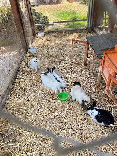 Park «Montebello Barnyard Zoo», reviews and photos, 600 Rea Dr, Montebello, CA 90640, USA