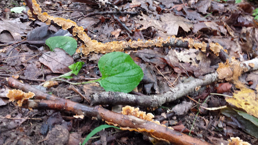 Nature Preserve «John M Olin Nature Preserve», reviews and photos, 2213 South Levis Lane, Godfrey, IL 62035, USA