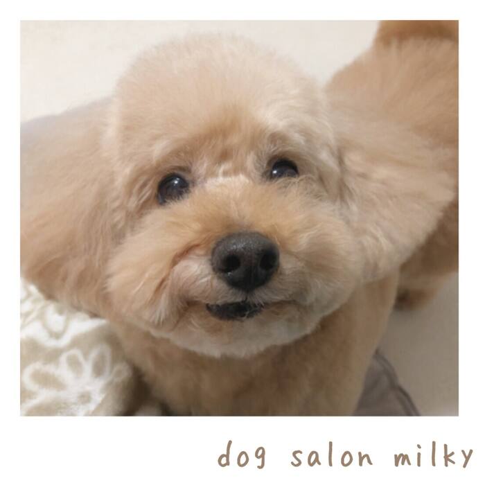 dog salon milky