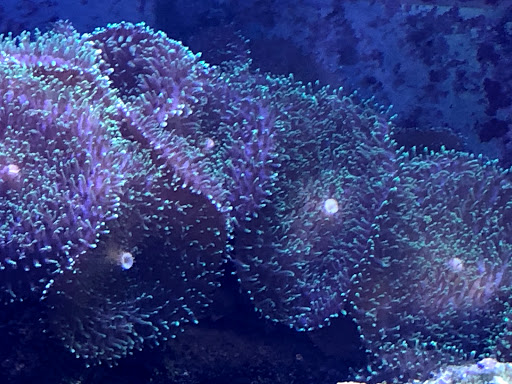 Tropical Fish Store «Tropical Treasures», reviews and photos, 2212 E Platte Ave, Colorado Springs, CO 80909, USA