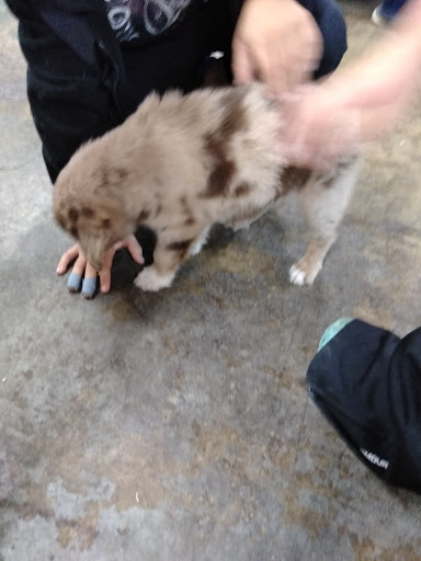 Pet Supply Store «Buckles Feed Depot & Pet Supply», reviews and photos, 220 S 4th St, Lafayette, IN 47901, USA