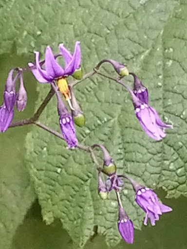 Park «Gorge Metro Park», reviews and photos, 1160 Front St, Cuyahoga Falls, OH 44223, USA