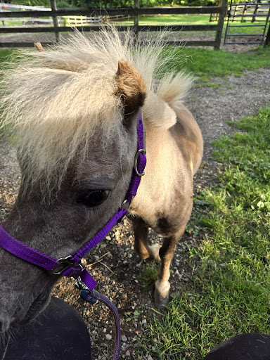 Chicago Equine Medical Center image