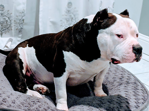 Pet Supply Store «Petco Animal Supplies», reviews and photos, 3055 N President George Bush Hwy, Garland, TX 75040, USA