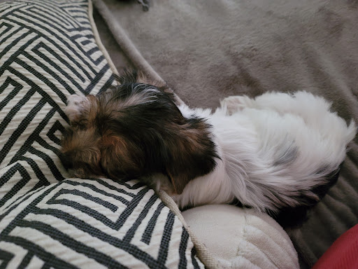 Pet Store «Dream Puppys», reviews and photos, 1461 Westgate Pkwy, Dothan, AL 36303, USA