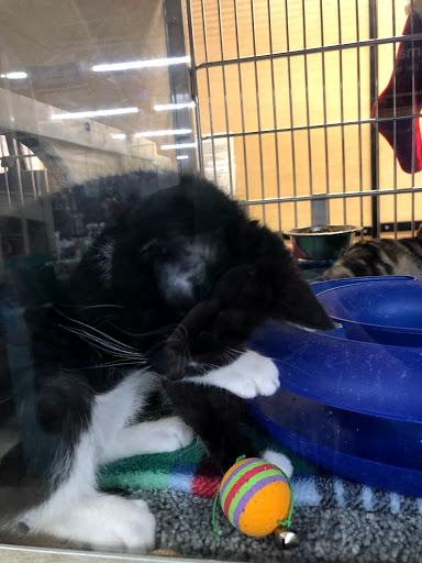 Pet Supply Store «PetSmart», reviews and photos, 5011 Grande Shops Ave, Medina, OH 44256, USA