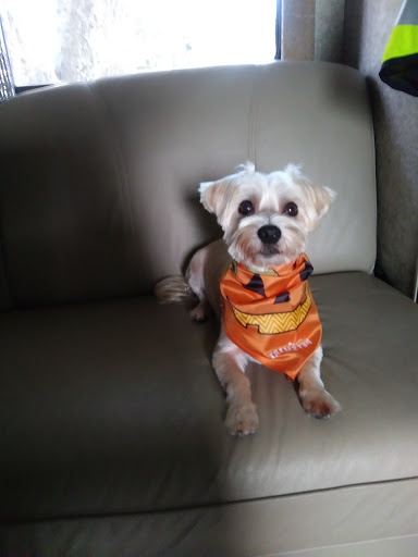 Pet Supply Store «PetSmart», reviews and photos, 10261 River Marsh Dr #143, Jacksonville, FL 32246, USA