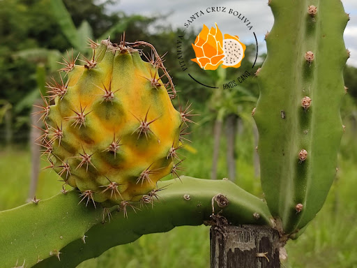 pitahayas santa cruz bolivia