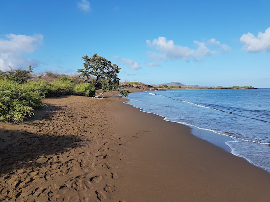 Punta Cormorant