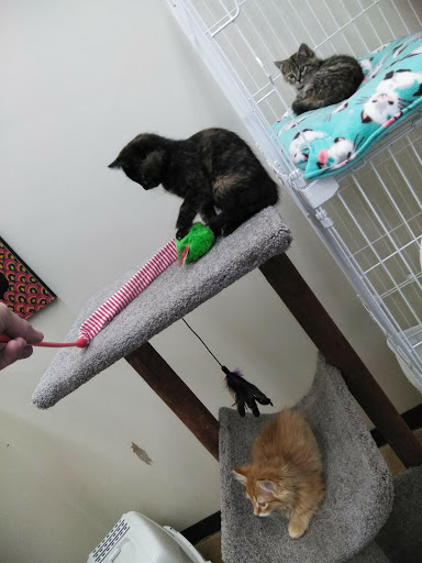 Pet Supply Store «Pet Supplies Plus», reviews and photos, 345 Willow Bend, Crystal, MN 55428, USA