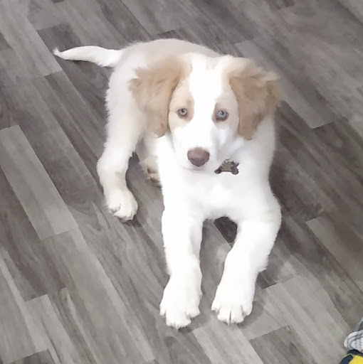 Pet Supply Store «Pet Supplies Plus», reviews and photos, 2033 28th St SW, Wyoming, MI 49519, USA