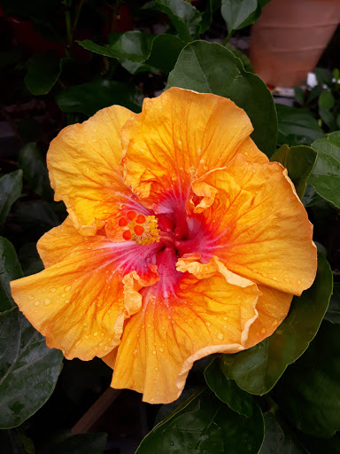 Home Improvement Store «The Home Depot», reviews and photos, 750 N University Dr, Coral Springs, FL 33071, USA