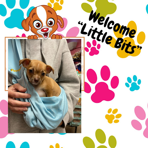 Pet Supply Store «Haute Dogs Boutique & Barkery», reviews and photos, 507 Georgia St, Vallejo, CA 94590, USA