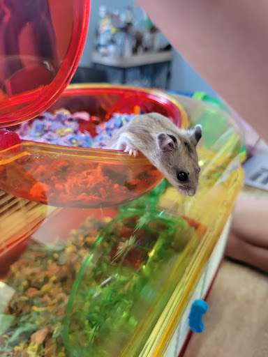 Pet Supply Store «PetSmart», reviews and photos, 420 Home Dr, Pittsburgh, PA 15275, USA