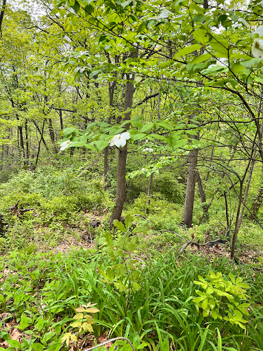 Park «Seton Falls Park», reviews and photos, E 233rd St, Bronx, NY 10466, USA