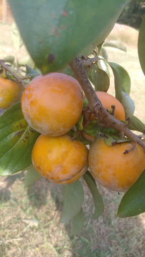 Wedding Venue «Rancho Alegre Farm», reviews and photos, 2225 Givens Rd, Dacula, GA 30019, USA