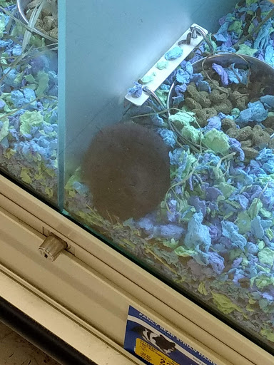 Pet Supply Store «PetSmart», reviews and photos, 1550 Butterfield Rd, Downers Grove, IL 60515, USA