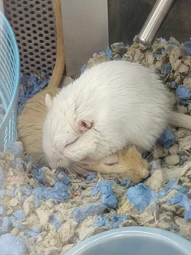 Pet Supply Store «Petco Animal Supplies», reviews and photos, 1624 Governors Square Blvd, Tallahassee, FL 32301, USA