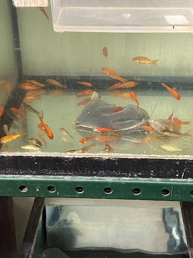 Pet Supply Store «Elmwood Pet Supplies», reviews and photos, 706 Elmwood Ave, Buffalo, NY 14222, USA