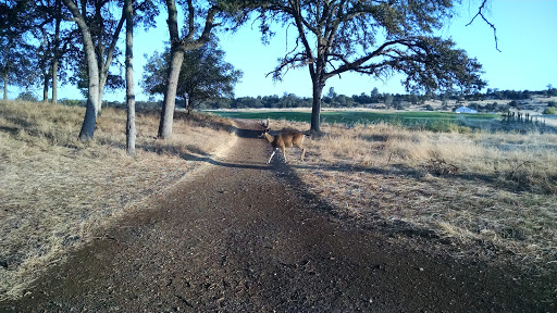 Public Golf Course «Bidwell Park Golf Course», reviews and photos, Golf Course Rd, Chico, CA 95973, USA