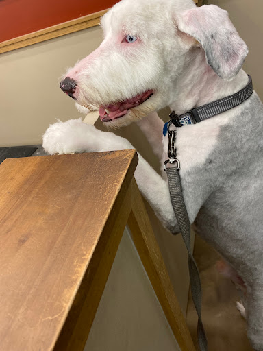 Pet Supply Store «Pet Supplies Plus», reviews and photos, 120 Sara Way, Belle Vernon, PA 15012, USA