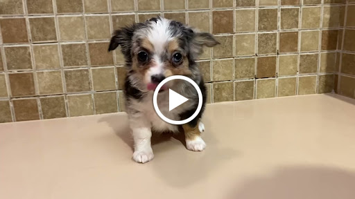 Pet Store «Puppy Love», reviews and photos, 4802 Valley View Blvd NW Uf290, Roanoke, VA 24012, USA