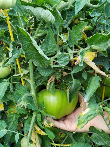 Health Food Store «Vineyard Grocer», reviews and photos, 294 State Rd, Vineyard Haven, MA 02568, USA