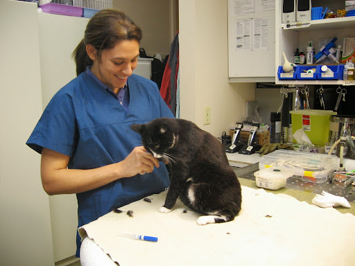 Arbutus West Animal Clinic image