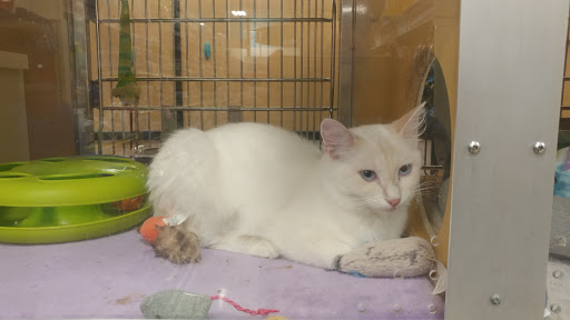 Pet Supply Store «PetSmart», reviews and photos, 26532 Towne Centre Dr, Foothill Ranch, CA 92610, USA