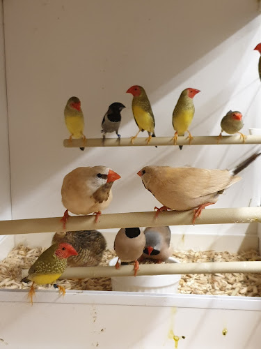 Reviews of Manadon Birds in Plymouth - Shop